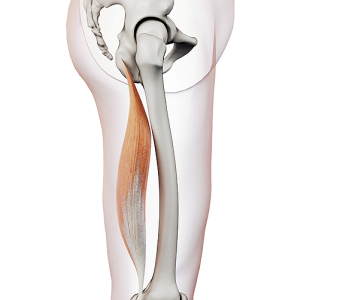 Flexory kolenního kloubu