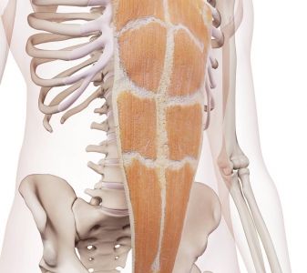 M. ABDOMINIS RECTUS