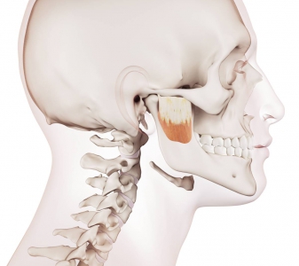 M. PTERYGOIDEUS MEDIALIS