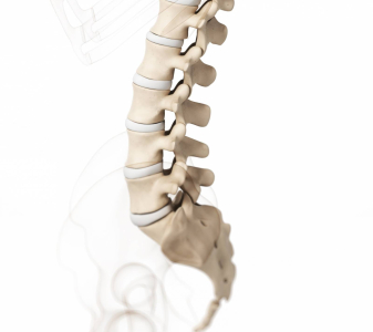 Bederní páteř a pánev (Lumbar spine and pelvis)