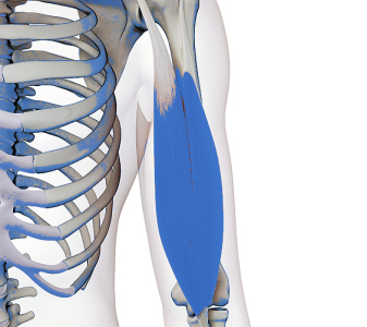 Diagnostika a terapie svalů (Muscle diagnostics and therapy)
