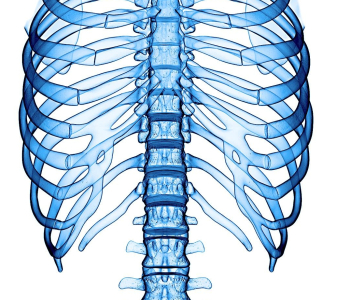 Hrudní páteř a žebra (Thoracic spine and ribs)