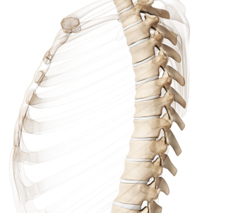 Hrudní páteř a žebra (Thoracic spine and ribs)