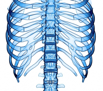 Hrudní páteř a žebra