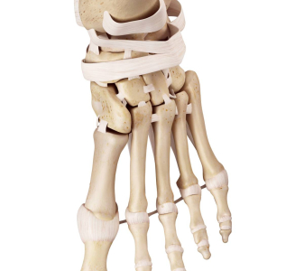 Klouby nohy a hlezna  (Ankle and foot joints)