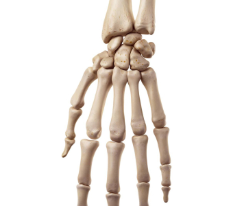 Klouby ruky a zápěstí  (Hand and wrist joints)