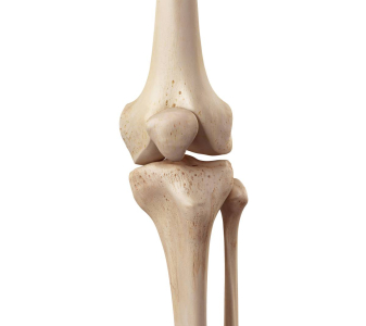 Kolenní kloub (Knee joint)