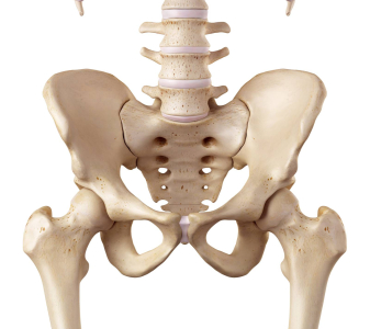 Kyčelní kloub (Hip joint)