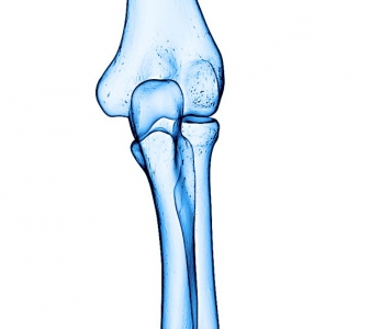 Loketní kloub a předloktí