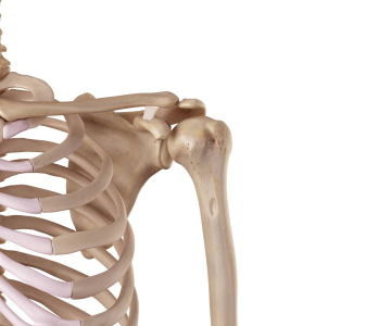 Pletenec ramenní (Shoulder girdle)