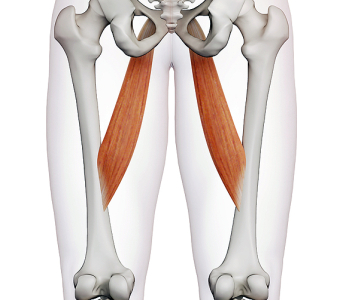 Svaly dolní končetiny (Muscles of the lower limb)