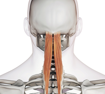 Svaly hlavy, krku a trupu (Muscles of the head, neck and trunk)