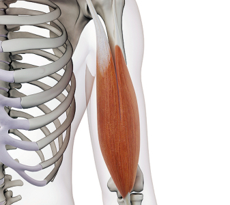 Svaly pletence ramenního (Shoulder girdle muscles)