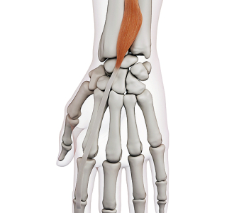 Svaly předloktí a ruky (Muscles of the forearm and hand)