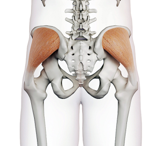 Abduktory kyčelního kloubu (ABDUCTORS OF THE HIP JOINT)