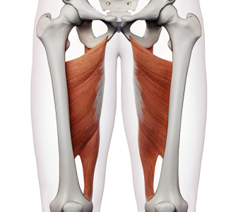 Adduktory kyčelního kloubu (ADDUCTORS OF THE HIP JOINT)