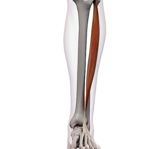 Extenzory (dorzální flexory) prstců (EXTENSORS (DORSAL FLEXORS) OF THE FINGERS)