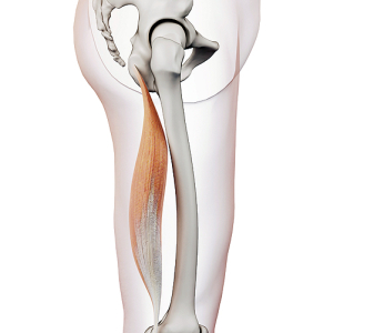 Flexory kolenního kloubu (FLEXORS OF THE KNEE JOINT)