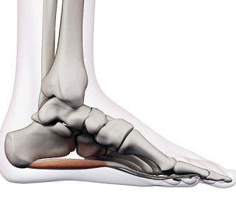 Flexory prstců a svaly chodidla (PLANTAR FLEXORS OF THE FINGERS AND MUSCLES OF THE PLANT)