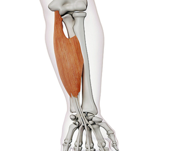 Flexory prstů (FLEXORS OF THE FINGERS)