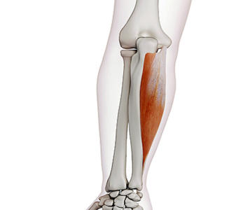 Flexory zápěstí (WRIST FLEXORS)