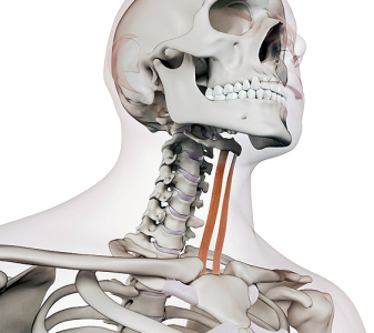 Infrahyoidní svaly (INFRAHYOID MUSCLES)