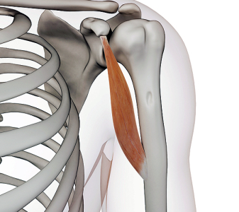 M. coracobrachialis