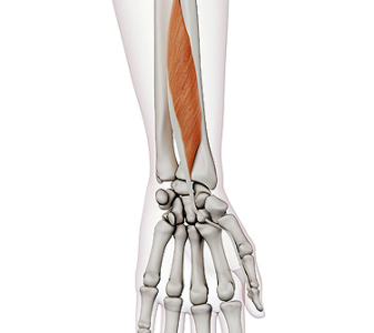 M. flexor pollicis longus