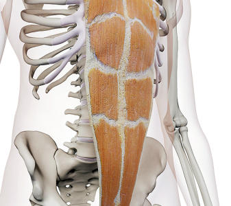 M. rectus abdominis