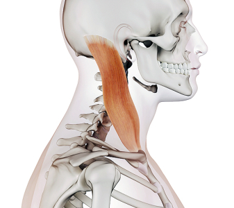 M. sternocleidomastoideus