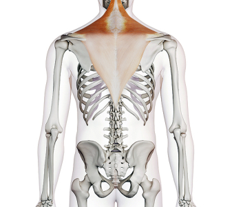 M. trapezius – horní část (UPPER PART)