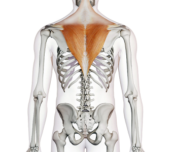 M. trapezius – střední a dolní část (MIDDLE AND LOWER PART), mm. rhomboidei