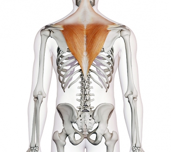 M. TRAPEZIUS – STŘEDNÍ A DOLNÍ ČÁST