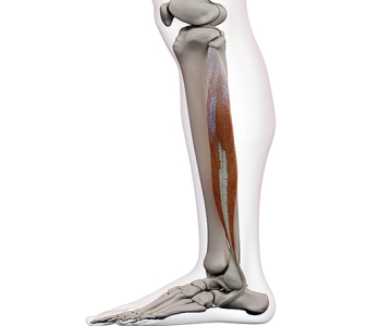 Peroneální svaly (PERONEAL (FIBULAR) MUSCLES)