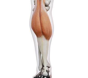 Plantární flexory nohy (PLANTAR FLEXORS OF THE FOOT)