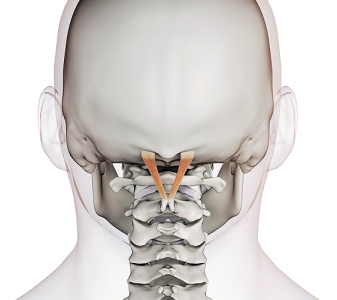 Suboccipitální svaly (SUBOCPITAL MUSCLES)