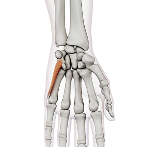Svaly hypothenaru (HYPOTHENAR MUSCLES)