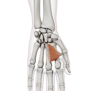 Svaly thenaru (THENAR MUSCLES)