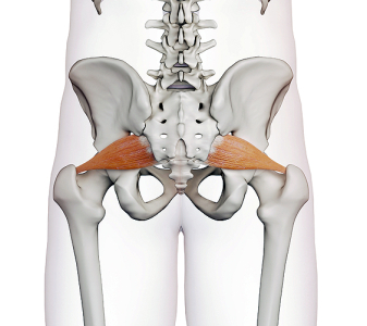 Zevní rotátory kyčelního kloubu (EXTERNAL ROTATORS OF THE HIP JOINT)