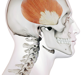 Žvýkací svaly (MASTICATORY MUSCLES)