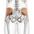 Abduktory kyčelního kloubu (ABDUCTORS OF THE HIP JOINT)