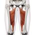 Adduktory kyčelního kloubu (ADDUCTORS OF THE HIP JOINT)