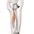 Flexory kolenního kloubu (FLEXORS OF THE KNEE JOINT)