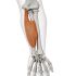 Flexory prstů (FLEXORS OF THE FINGERS)
