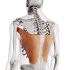 M. LATISSIMUS DORSI A M. TERES MAJOR