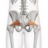 Zevní rotátory kyčelního kloubu (EXTERNAL ROTATORS OF THE HIP JOINT)
